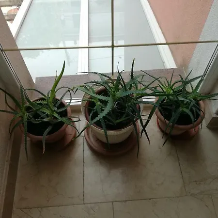 Apartment Ljubica *